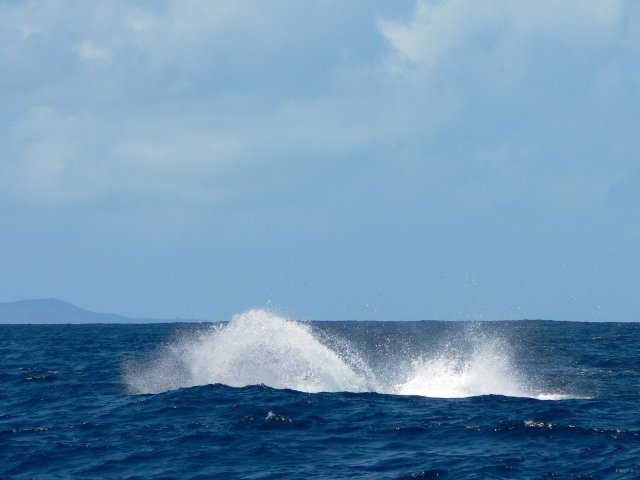 25- Baleines, groupe 4, sud du lagon, bord de recif 